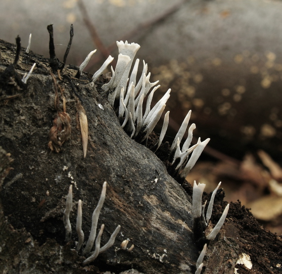 drevnatec parohatý  Xylaria hypoxylon (L.) Grev.