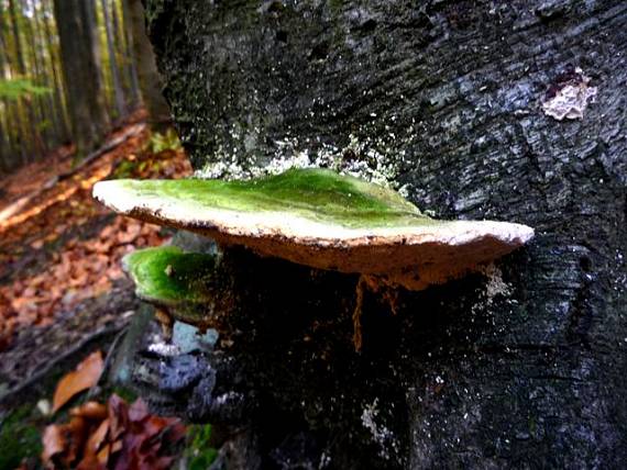 trúdnikovec chlpatý   Trametes hirsuta