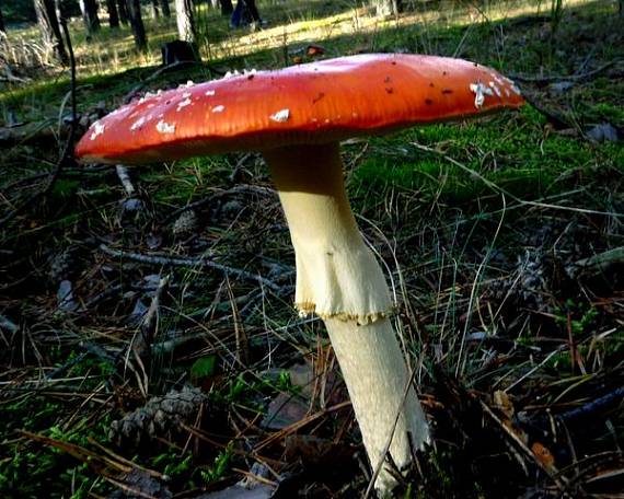 muchotrávka červená  Amanita muscaria (L.) Lam.