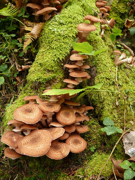 podpňovka obyčajná Armillaria mellea (Vahl) P. Kumm.