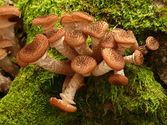 podpňovka tmavá Armillaria ostoyae (Romagn.) Herink