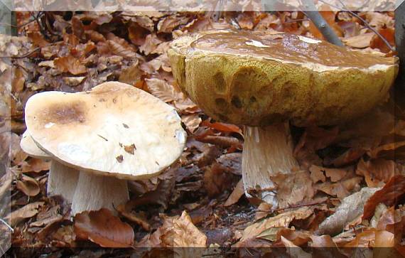 hríb smrekový Boletus edulis Bull.