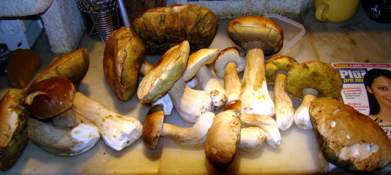 hríb smrekový Boletus edulis Bull.