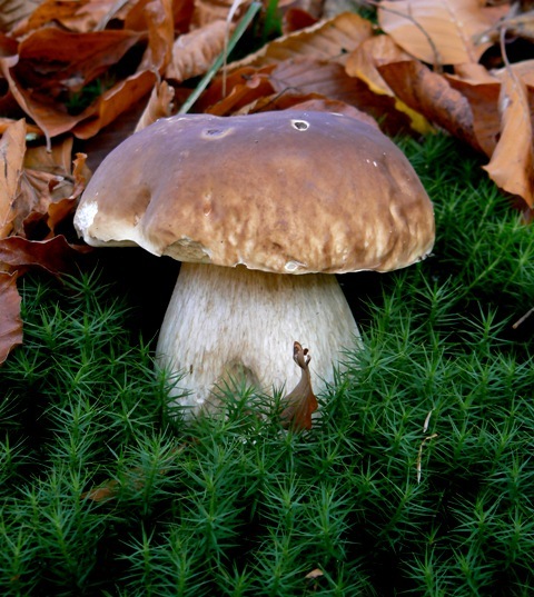 hríb smrekový Boletus edulis Bull.