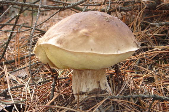 hríb smrekový Boletus edulis Bull.