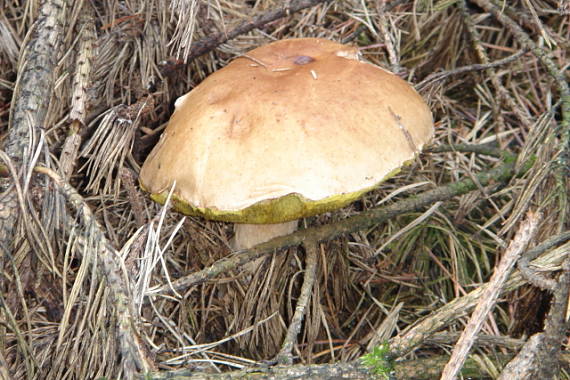 hríb smrekový Boletus edulis Bull.