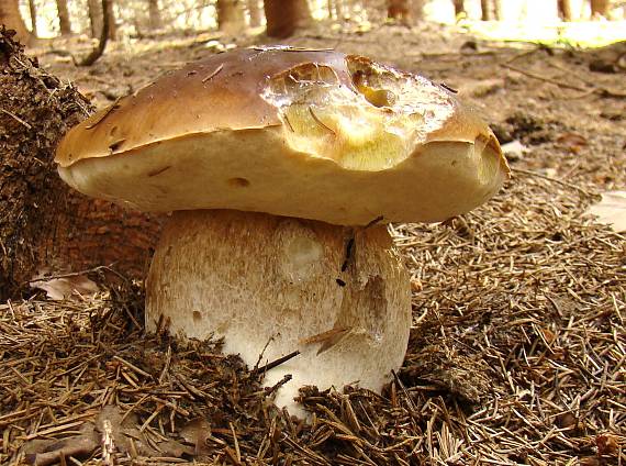 hríb smrekový Boletus edulis Bull.