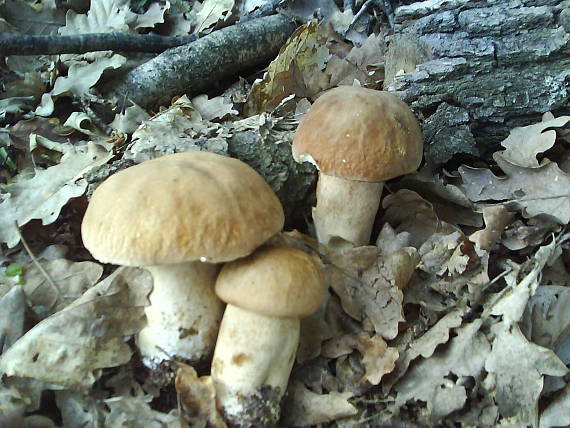 hríb dubový Boletus reticulatus Schaeff.