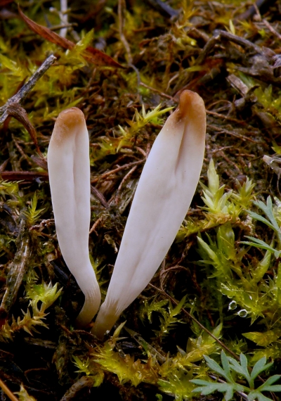 kyjačik  Clavaria tenuipes Berk. & Broome