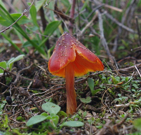 lúčnica kužeľovitá pieskomilná Hygrocybe conica var. conicoides (P.D. Orton) Boertm.