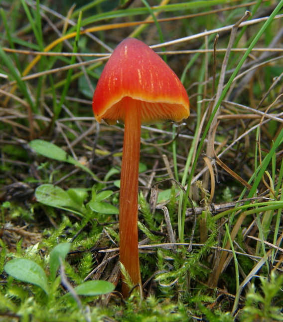 lúčnica kužeľovitá Hygrocybe conica (Schaeff.) P. Kumm.