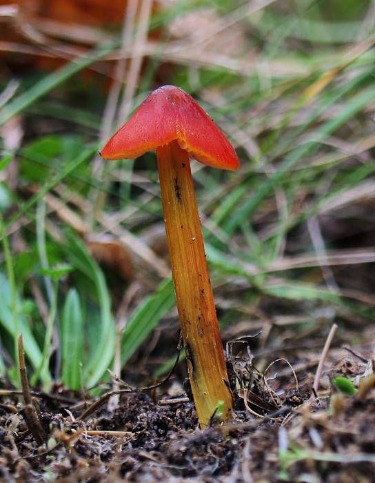 lúčnica kužeľovitá Hygrocybe conica (Schaeff.) P. Kumm.