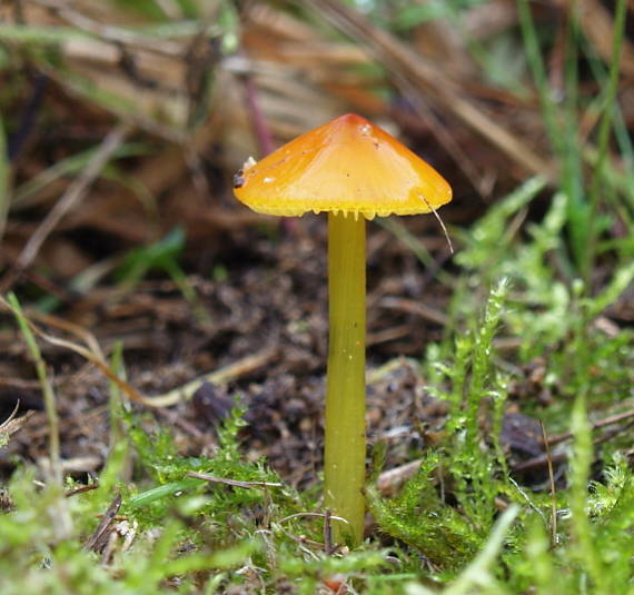 lúčnica kužeľovitá Hygrocybe conica (Schaeff.) P. Kumm.