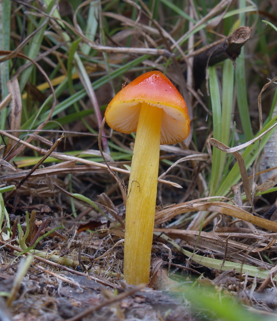 lúčnica kužeľovitá  Hygrocybe conica (Schaeff.) P. Kumm.