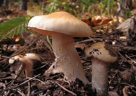 šťavnačka sliznatoprsteňová Hygrophorus gliocyclus Fr.