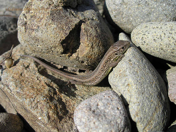 jašterica krátkohlavá Lacerta agilis