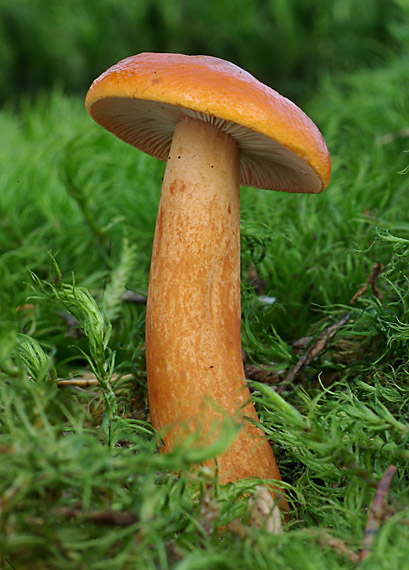 rýdzik pomarančový Lactarius aurantiacus (Pers.) Gray