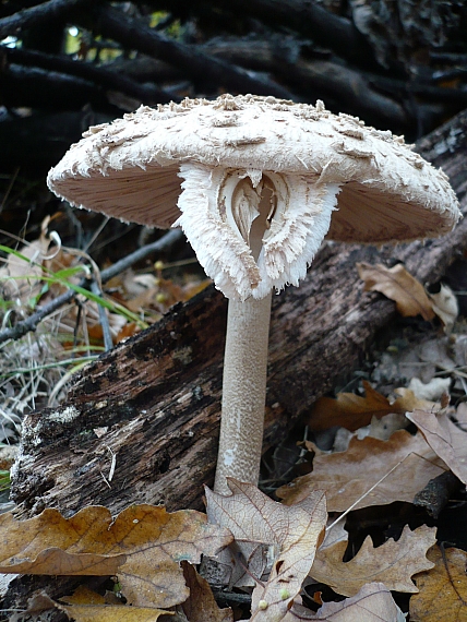 bedľa vysoká Macrolepiota procera (Scop.) Singer