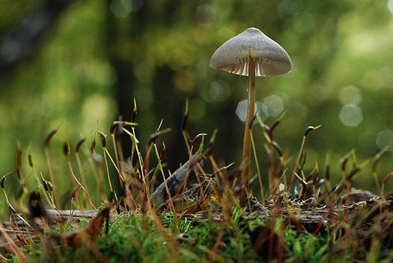 prilbička šafranová Mycena crocata (Schrad.) P. Kumm.