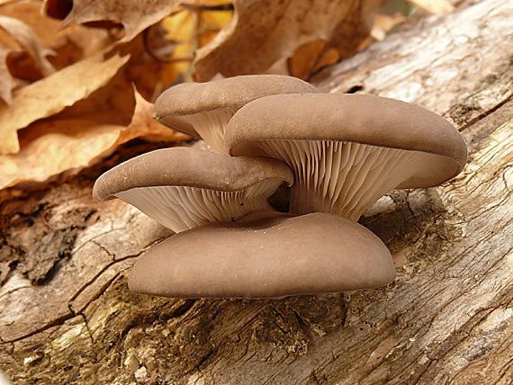 hliva ustricovitá Pleurotus ostreatus (Jacq.) P. Kumm.