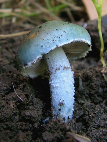 golierovka zelenomodrá Stropharia caerulea Kreisel