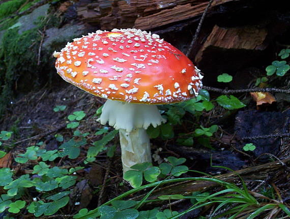 muchotrávka červená Amanita muscaria (L.) Lam.