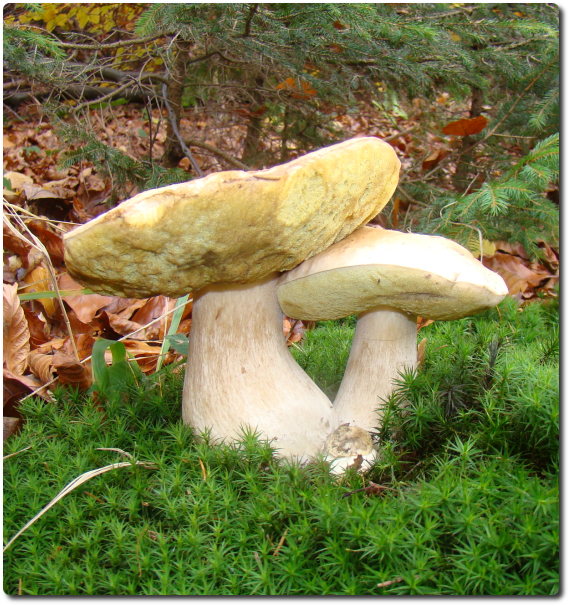 hríb smrekový Boletus edulis Bull.