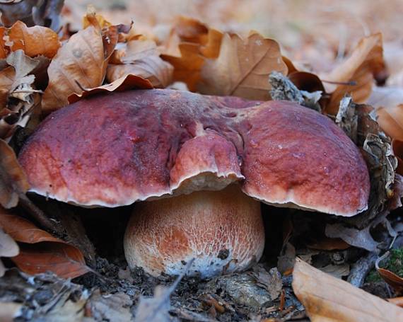 hríb sosnový Boletus pinophilus Pil. et Dermek in Pil.