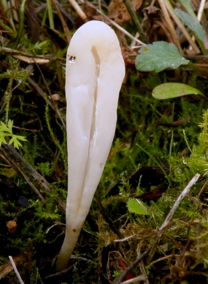 kyjačik Clavaria tenuipes Berk. & Broome