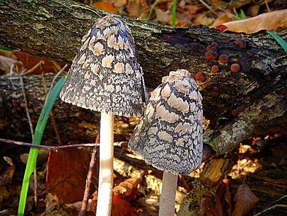 hnojník strakatý Coprinopsis picacea (Bull.) Redhead, Vilgalys & Moncalvo