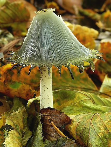 hnojník Coprinus sp.