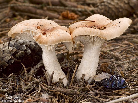 šťavnačka Hygrophorus sp.