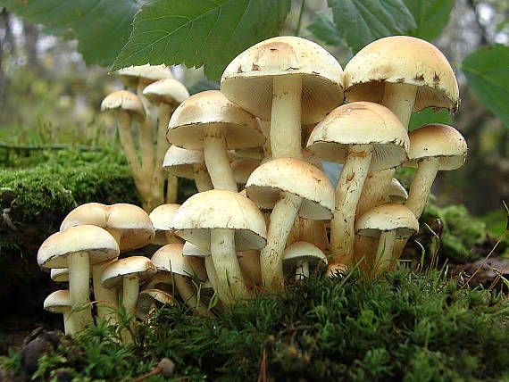 strapcovka zväzkovitá Hypholoma fasciculare (Huds.) P. Kumm.