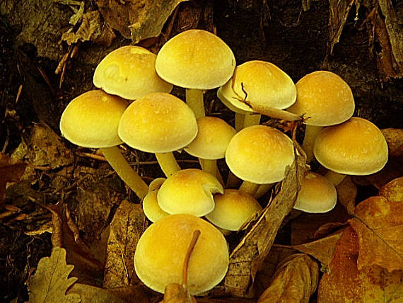 strapcovka Hypholoma sp.