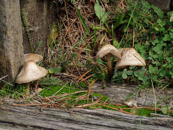 vláknica ? Lactarius deliciosus?