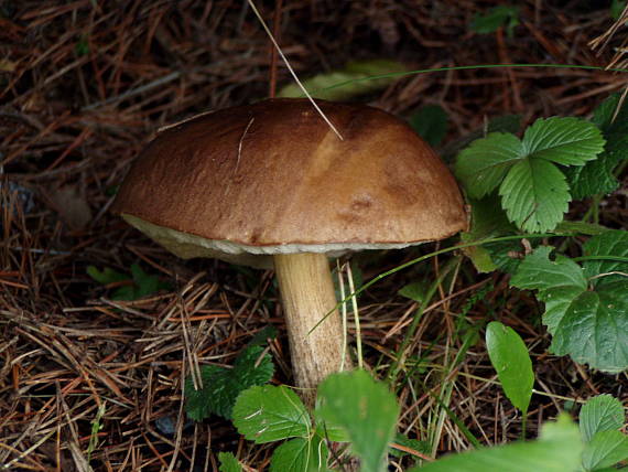 kozák brezový Leccinum scabrum (Bull.) Gray