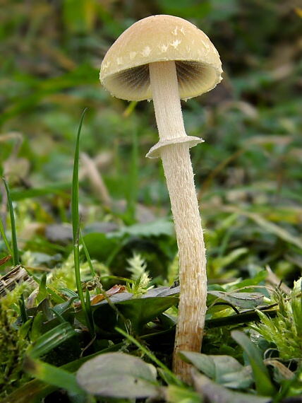 golierovka šupinkatá Leratiomyces squamosus var. squamosus (Pers.) Bridge & Spooner