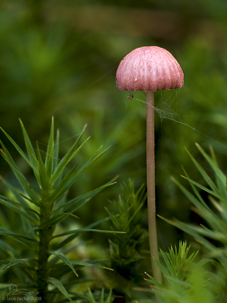 prilbička ružová Mycena rosella (Fr.) P. Kumm.