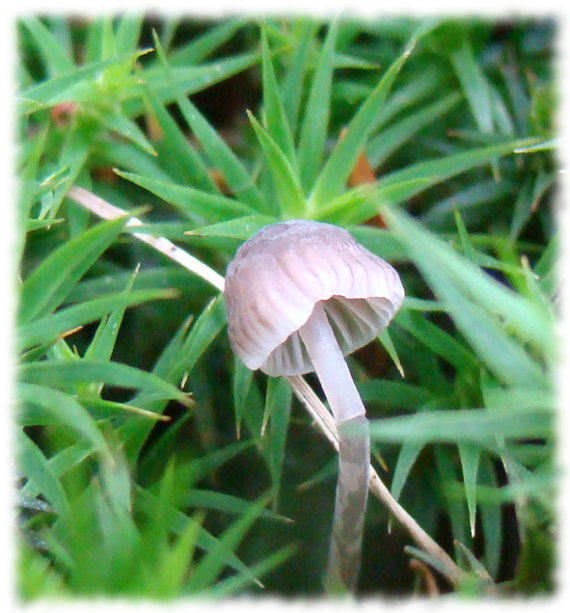 prilbička Mycena sp.