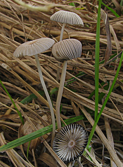 hnojník ozdobný Parasola plicatilis (Curtis) Redhead, Vilgalys & Hopple