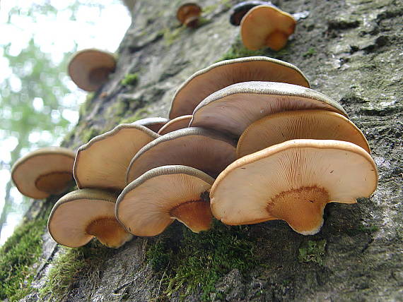 pňovka neskorá Sarcomyxa serotina (Pers.) P. Karst.