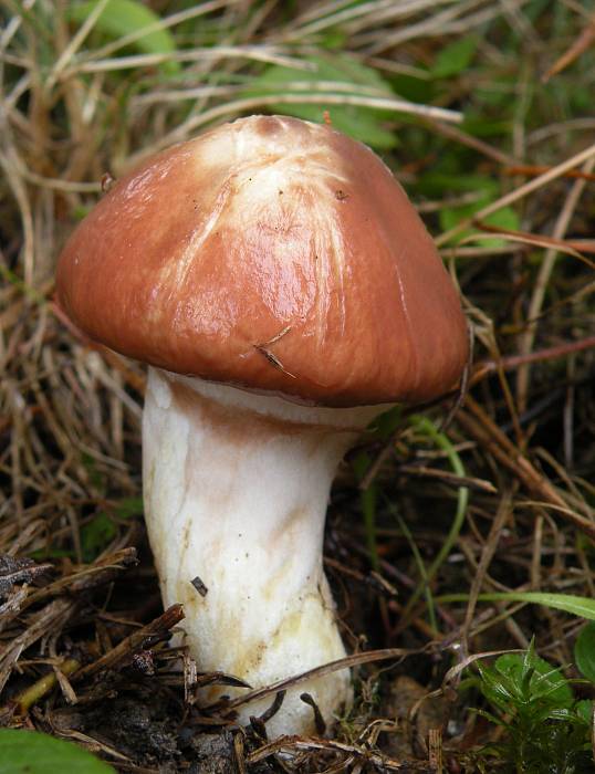 masliak obyčajný Suillus luteus (L.) Roussel