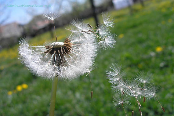 púpava lekárska Taraxacum officinale (L.) Weber ex F.H.Wigg