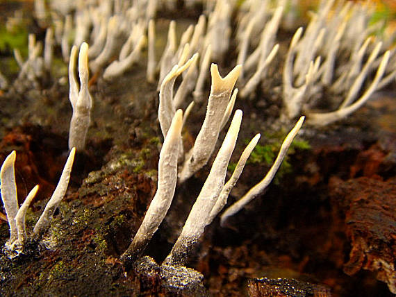 drevnatec parohatý Xylaria hypoxylon (L.) Grev.