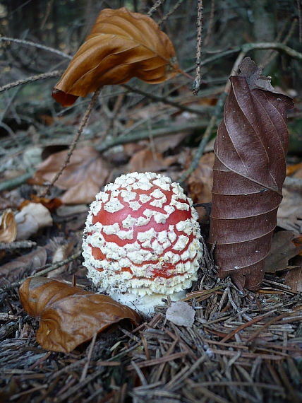 muchotrávka červená Amanita muscaria (L.) Lam.