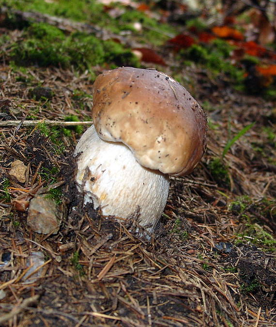 hríb smrekový Boletus edulis Bull.