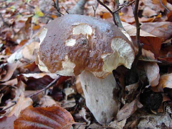 hríb smrekový Boletus edulis Bull.