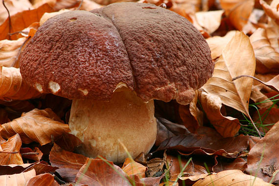 hríb sosnový Boletus pinophilus Pil. et Dermek in Pil.