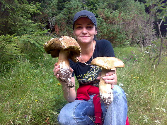 hríb  Boletus sp.