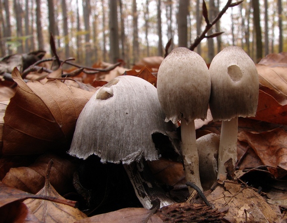 hnojník atramentový? Coprinopsis atramentaria?